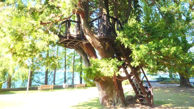 Uno strumento di socializzazione o di relax. Terrazza sull'albero. Uno strumento di socializzazione o di relax.