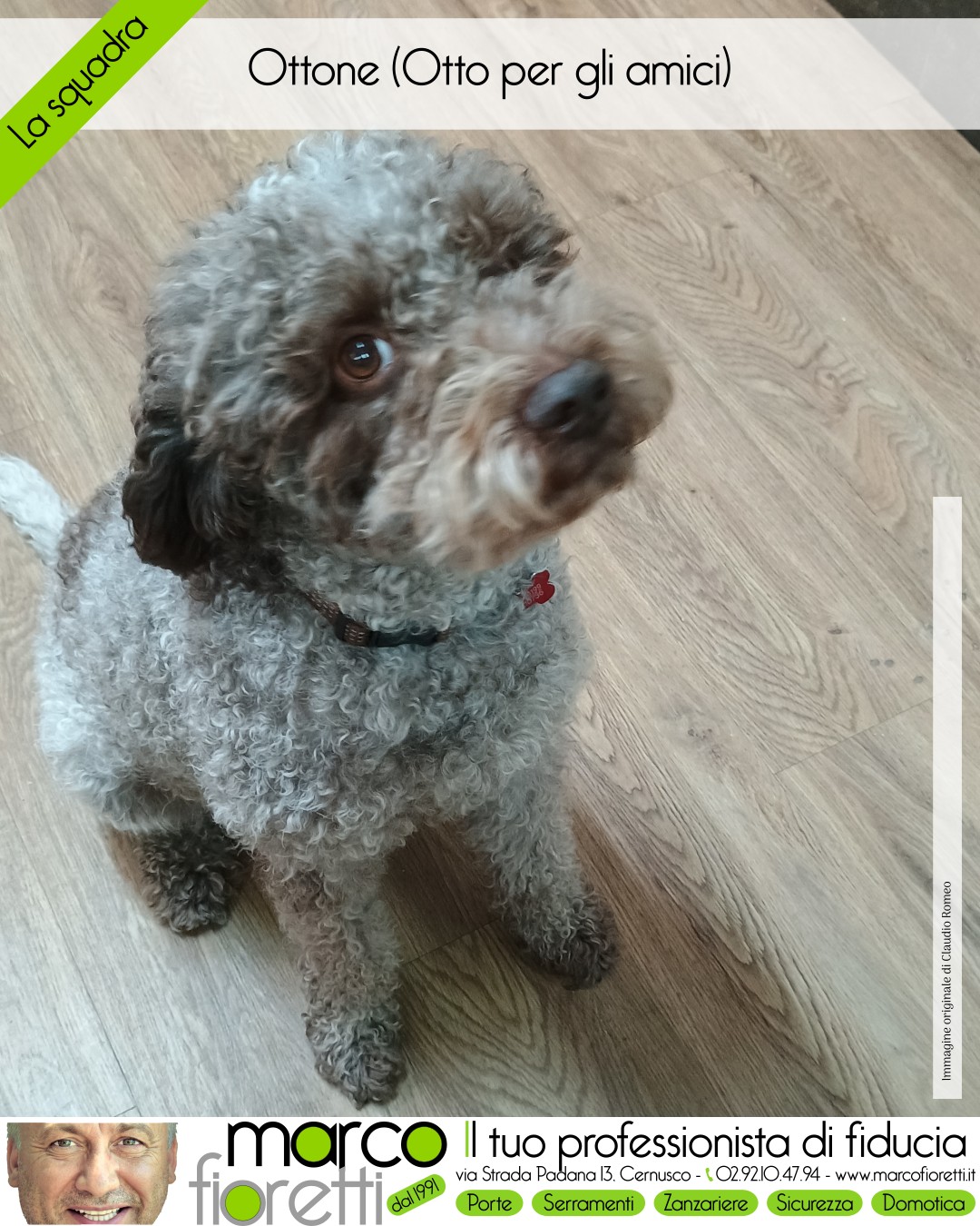 Ottone è un cane di taglia media, lagotto romagnolo Ottone è un cane di taglia media, lagotto romagnolo